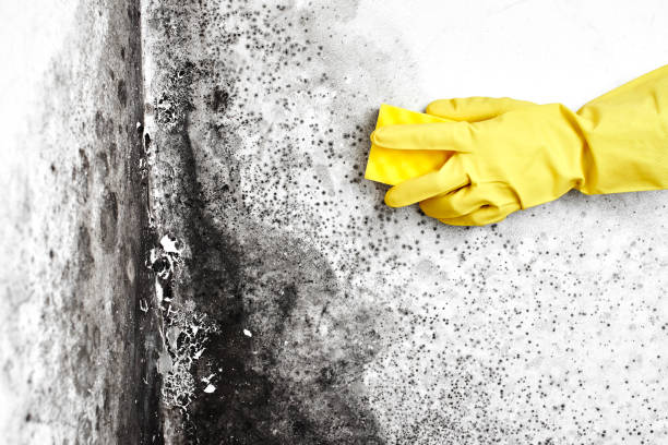 Best Emergency Mold Remediation  in Cumings, TX