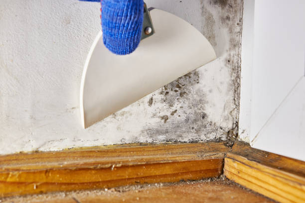 Best Airborne Mold Testing  in Cumings, TX